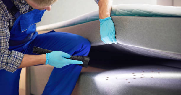 Best Wasp Removal Services  in Dillon, MT