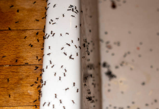 Best Pest Removal Services  in Dillon, MT