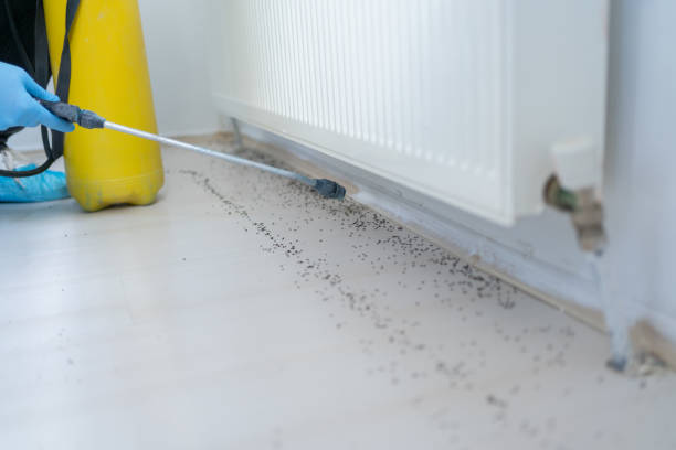 Best Termite Control Services  in Dillon, MT